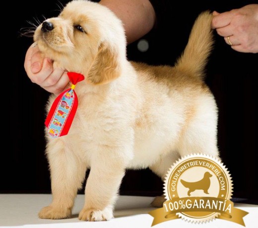 Dongo es un cachorro de 2 meses y medio y se encuentra en busca de un nuevo hogar.
Es 100% raza pura, hijo del reproductor "Arthur Giangiorgi", línea de sangre brasileña.
Su alimentación es super premium
Interesados comunicarse al:
989807001 ó al 958649057
Dongo es un cachorro de 2 meses y medio y se encuentra en busca de un nuevo hogar.
Es 100% raza pura, hijo del reproductor "Arthur Giangiorgi", línea de sangre brasileña.
Su alimentación es super premium
Interesados comunicarse al:
989807001 ó al 958649057